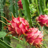 Polvo de fruta de dragón