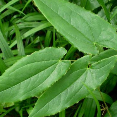 Extracto de epimedium