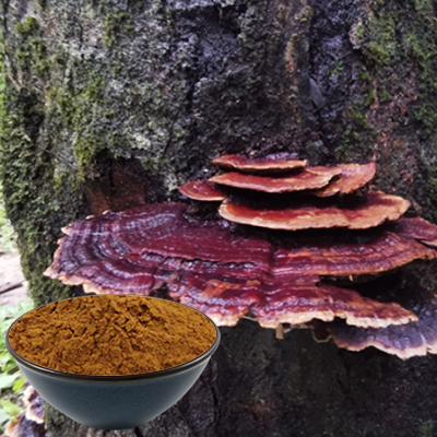Extracto de hongos de Reishi