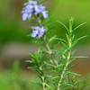 Aceite de romero
