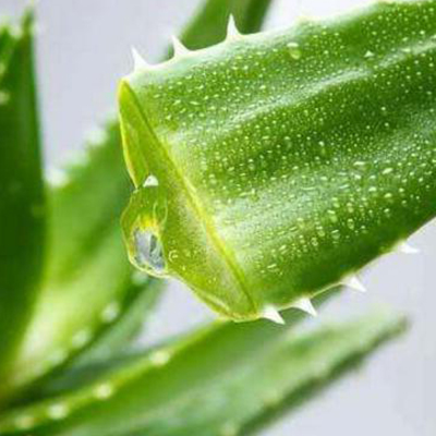 Extracto de aloe vera
