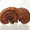 Extracto de hongos de Reishi