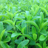 Extracto de stevia 