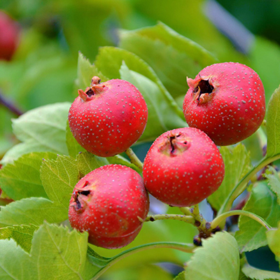 Polvo de fruta de espino
